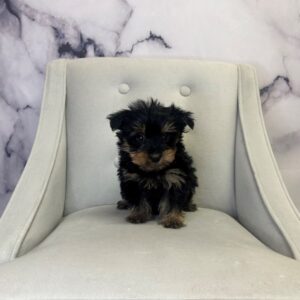 Yorkshire Terrier - 1717