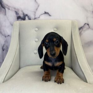 Miniature Dachshund - 1722