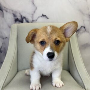 Pembroke Welsh Corgi - 1731