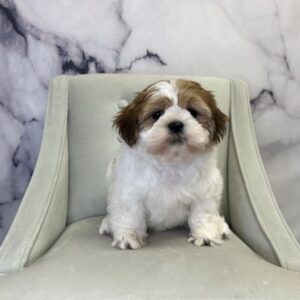 Shih Tzu - 1746