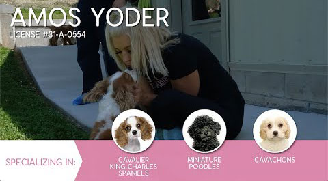 Furry Babies Breeder: Amos Yoder (2021)