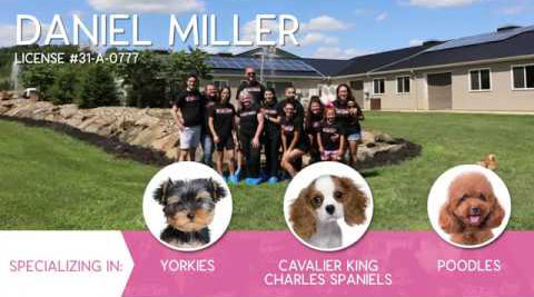 Furry Babies Breeder: Daniel Miller (2020)