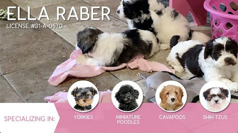 Furry Babies Breeder: Ella Raber (2021)