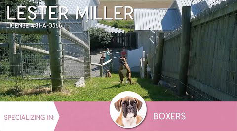 Furry Babies Breeder: Lester Miller (2021)