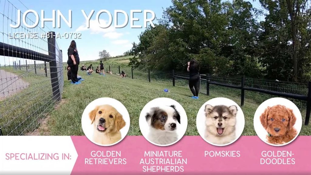 Furry Babies Breeder: John Yoder (2019)
