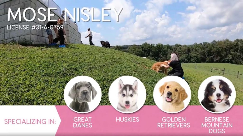 Furry Babies Breeder: Mose Nisley (2019)