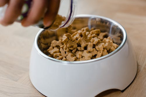 what should you avoid in dog food
