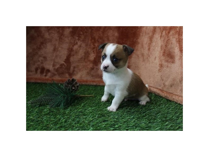 Chihuahua-Dog-Male-Chocolate Sable-1800