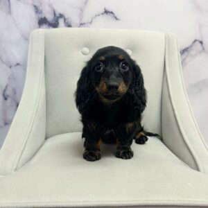 Miniature Dachshund - 1795