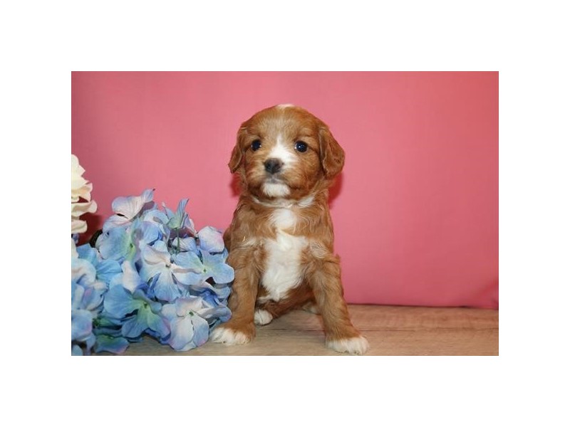 Cavapoo-Dog-Female-Red-1810