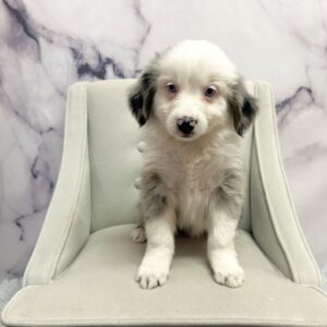 Miniature Australian Shepherd - 1817