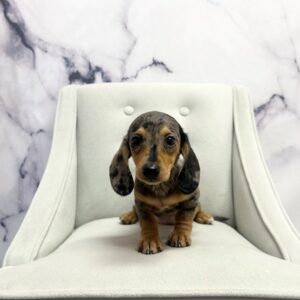 Miniature Dachshund - 1818