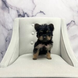 Yorkshire Terrier - 1891