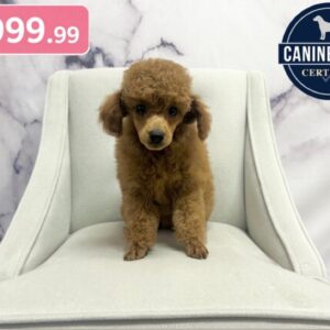 Miniature Poodle - 1860