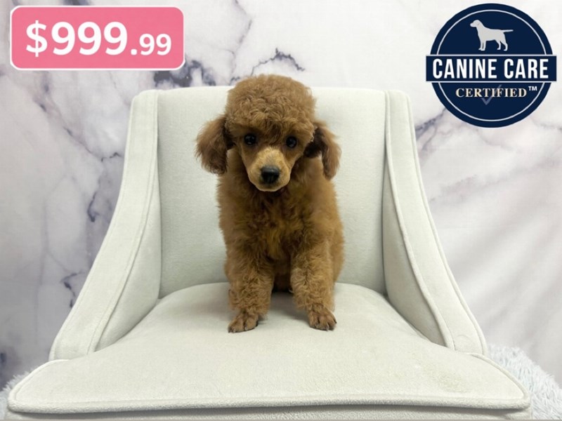 Miniature Poodle
