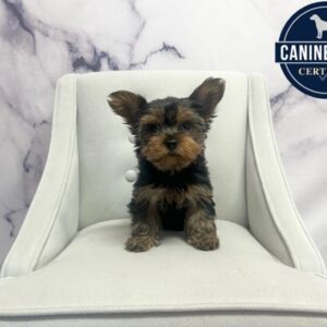 Yorkshire Terrier - 1881