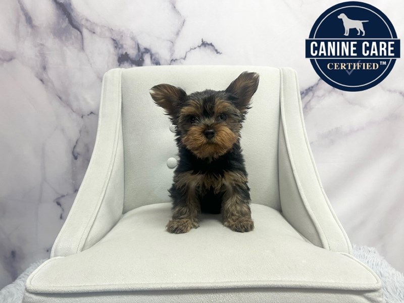 Yorkshire Terrier