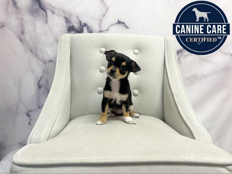 Chihuahua