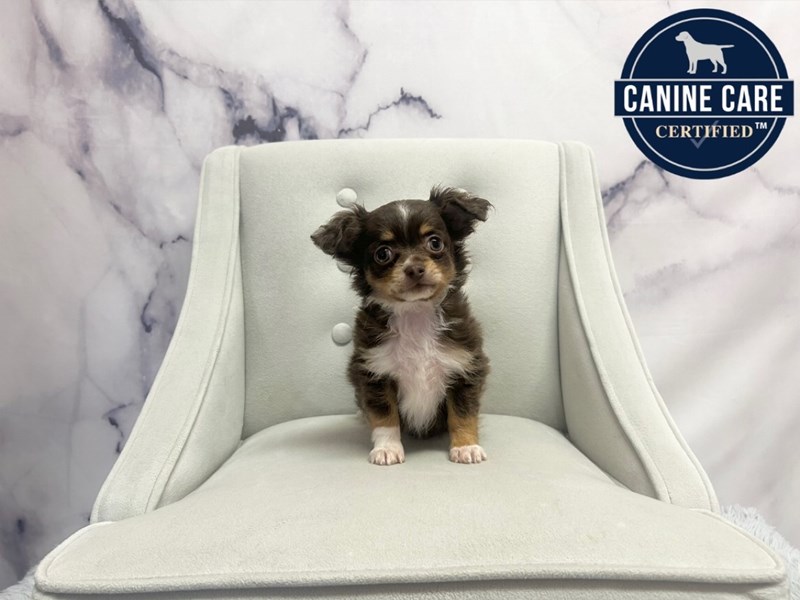 Chihuahua