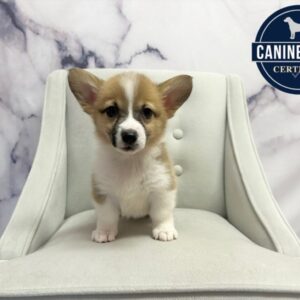 Pembroke Welsh Corgi - 1894