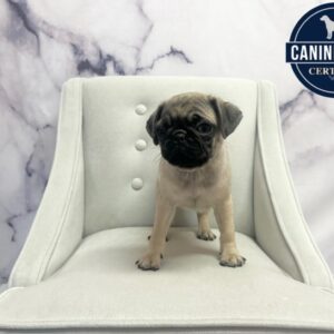 Pug - 1895