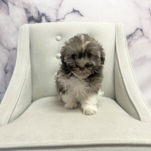 Havanese - 1893