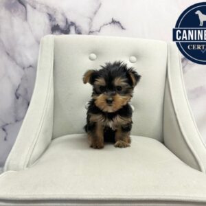 Yorkshire Terrier - 1909