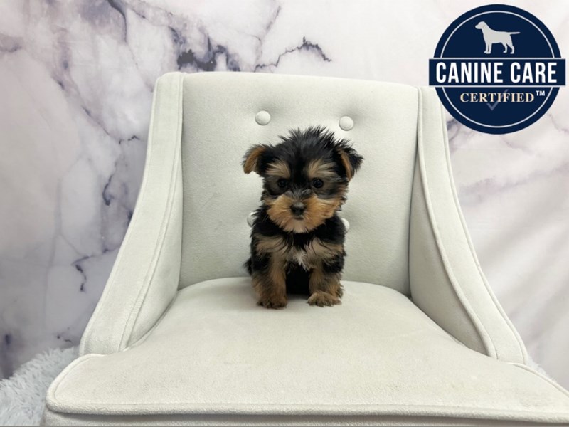 Yorkshire Terrier