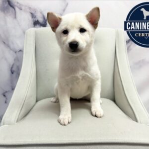 Shiba Inu - 1907