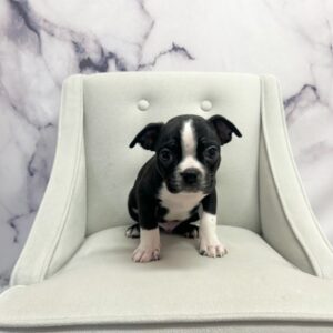 Boston Terrier - 1906