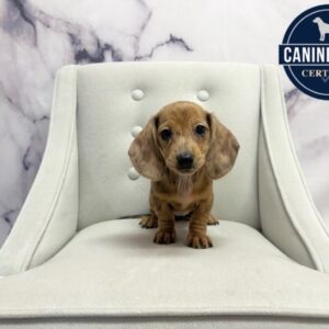 Miniature Dachshund - 1904