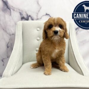 Cavapoo - 1901