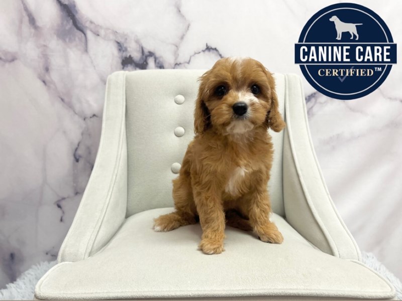 Cavapoo