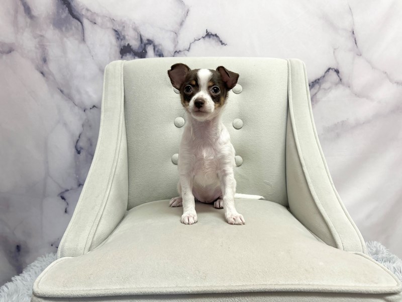Chihuahua