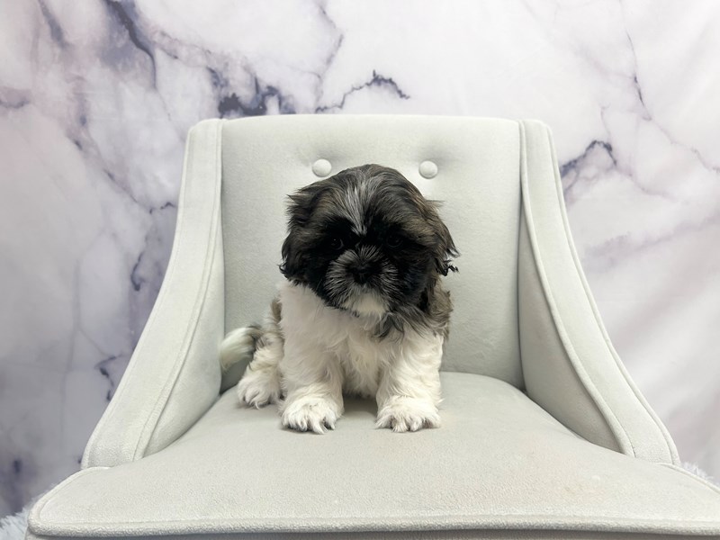 Shih Tzu