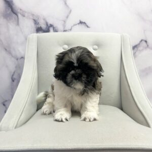 Shih Tzu - 1914