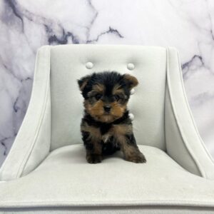 Yorkshire Terrier - 1913