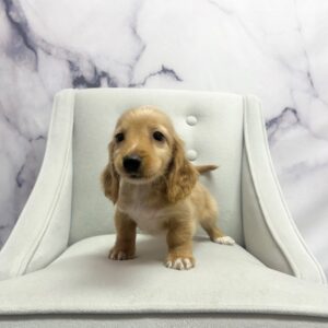 Miniature Dachshund - 1919
