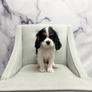 Cavalier King Charles Spaniel - 1920