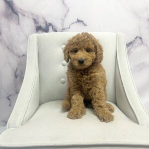 Goldendoodle Mini F1b - 1932