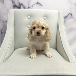 Cocker Spaniel - 1931