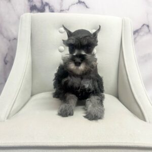 Miniature Schnauzer - 1925