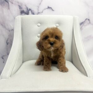Cavapoo - 1926