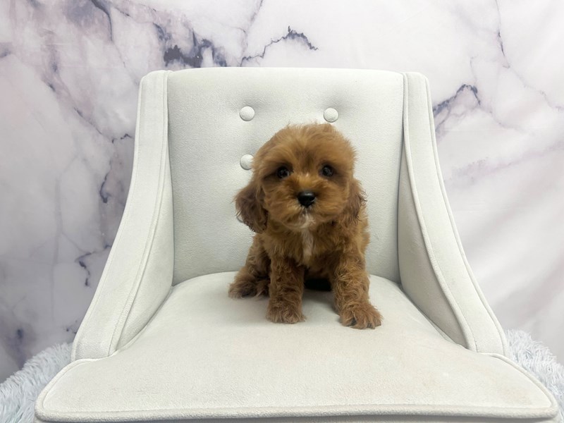 Cavapoo in La Porte, IN
