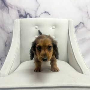 Miniature Dachshund - 1927