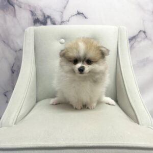 Pomeranian - 1929
