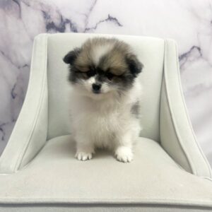 Pomeranian - 1930