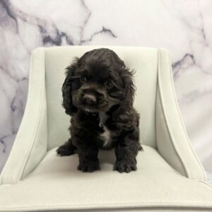 Cocker Spaniel - 1939