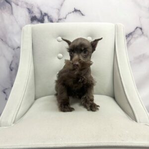 Miniature Schnauzer - 1938