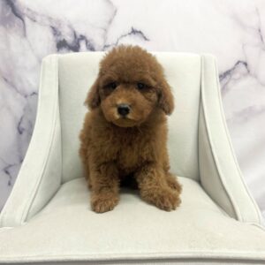 Goldendoodle Mini F1b - 1937